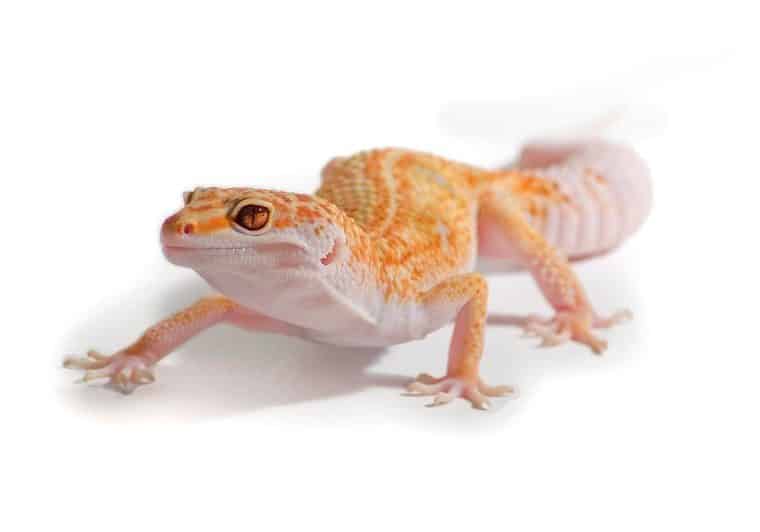 gecko