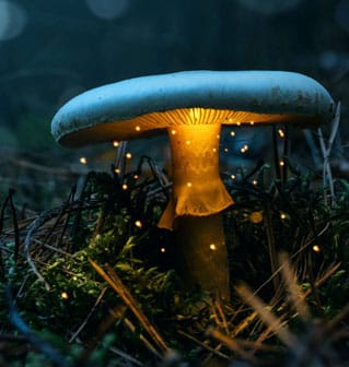 mushroom